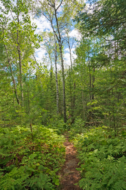 istock Forest Trail in the Great North Woods 1484609001