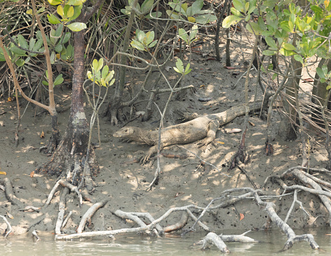 Asian Water Monitor, Varanus salvator, among mangrove roots at the edge of the water in Sundarbans National Park, West Bengal, India.
