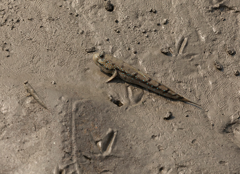 A large Mudskipper and a small one in the sand/silt mud on the shore of Sundarbans National Park, India