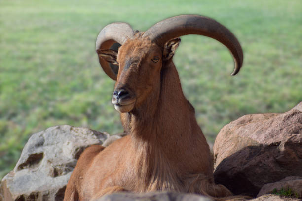 istock Bighorn sheep in closeup with unfocused background 1484609521