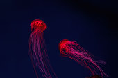 Fluorescent jellyfish swimming underwater aquarium pool with red neon light.