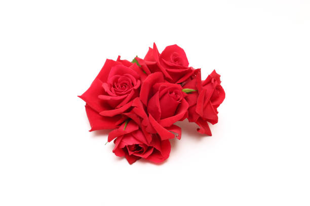 Valentine's Day. Red rose made of fabric on a white background.