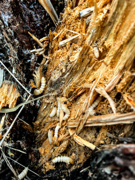 istock mealworm larvae in a split rotting pine stump 1484619814