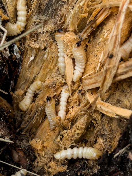 istock mealworm larvae in a split rotting pine stump 1484622109