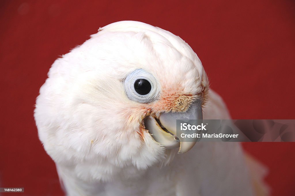 Goffin Cockatoo Parrot on Red Stunning shot of a cockatoo looking at the camera. Cockatoo Stock Photo