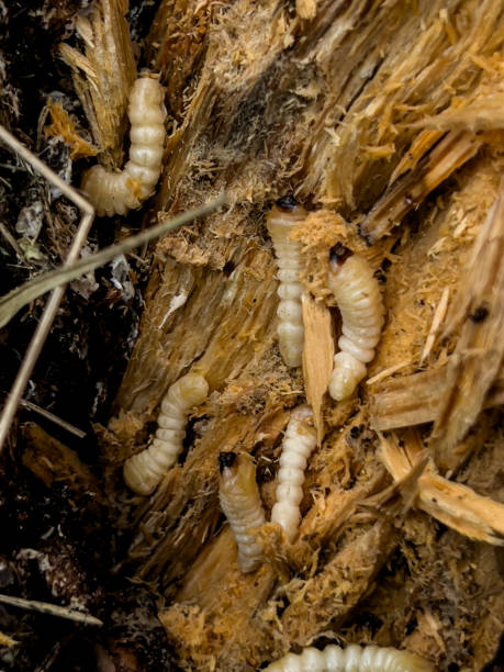 istock mealworm larvae in a split rotting pine stump 1484623816