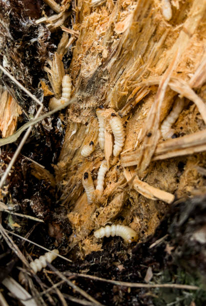 istock mealworm larvae in a split rotting pine stump 1484623831