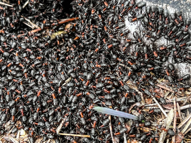 istock The first spring emergence of ants from an anthill 1484623858