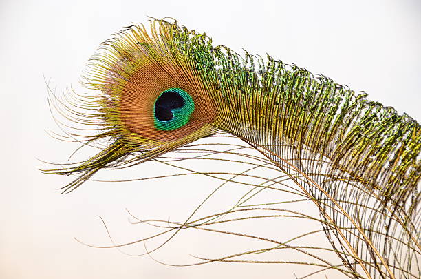 istock Colourful Peacock - Feathers Isolated on a Light Background-2 148462880