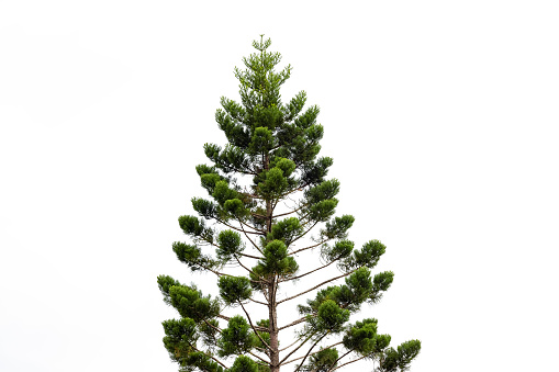 Pine tree, Australian native Bunya Pine, white background with copy space, full frame horizontal composition  \nFirst Nations people of Australia ate the bunya nuts both raw and cooked.