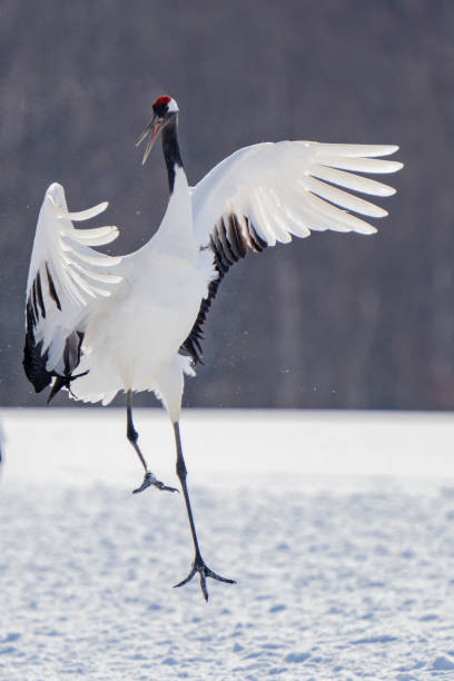 istock Japanese Red-Crowned Cranes Perform Mating Dance in Hokkaido 1484633401