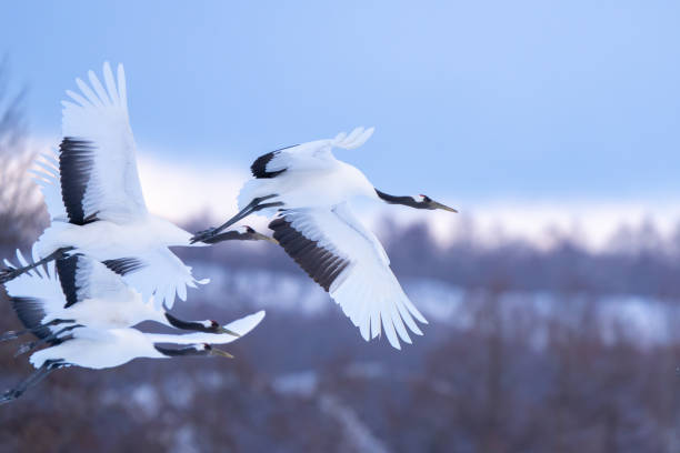 Japanese Red-Crowned Cranes in Flight in Winter in Hokkaido Japan Japanese Red-Crowned Cranes in Flight in Winter in Hokkaido Japan japanese crane stock pictures, royalty-free photos & images