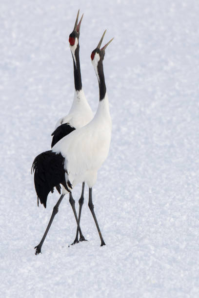 Japanese Red-Crowned Cranes Perform Mating Dance in Hokkaido Japanese Red-Crowned Cranes Perform Mating Dance in Hokkaido japanese crane stock pictures, royalty-free photos & images