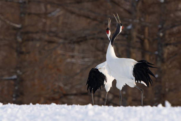 istock Japanese Red-Crowned Cranes Perform Mating Dance in Hokkaido 1484634501