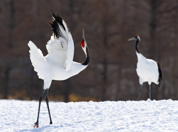 istock apanese Red-Crowned Cranes Perform Mating Dance in HokkaidoJ 1484634768