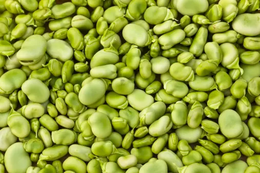 Can Dogs Eat Lima Beans? 5 Can Dogs Eat Lima Beans?