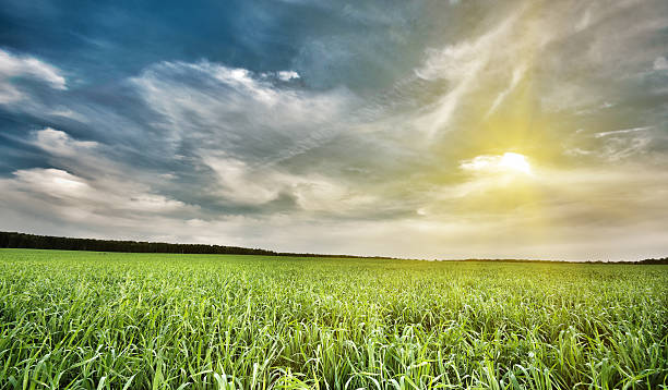 istock Field of green grass and sky 148463573