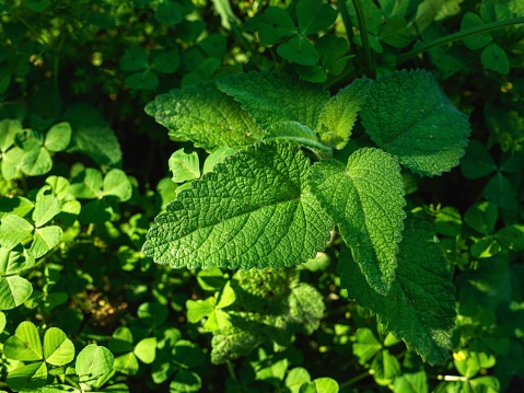 green leaves textured