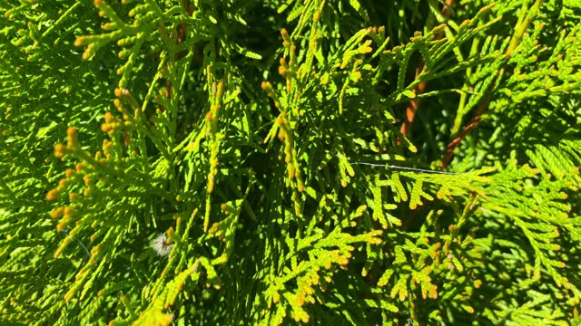 Green branches of thuja in the garden, close up
