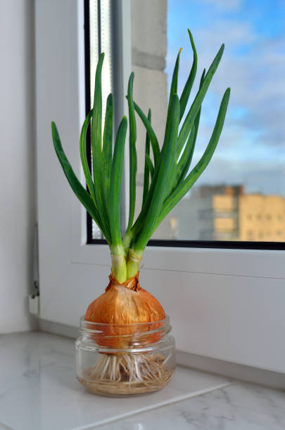 istock Young, green onion shoots grow at home, on the windowsill 1484650100