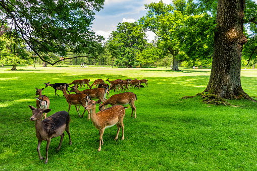 Group of wild fallow deers resting in the garden of medieval Castle Blatna deer in its natural enclosure in the forest, Czech Republic