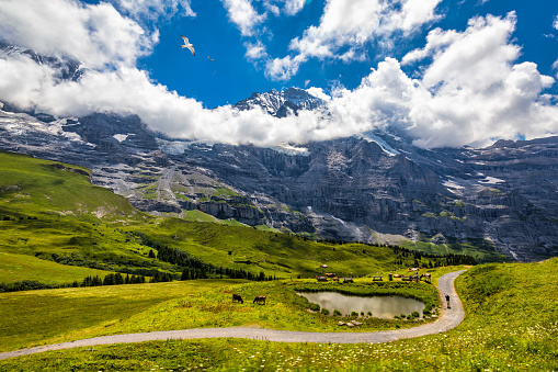 Panoramic view of idyllic mountain scenery in the Alps with fresh green meadows in bloom on a beautiful sunny day in summer, Switzerland. Idyllic mountain landscape in the Alps with meadows in summer.