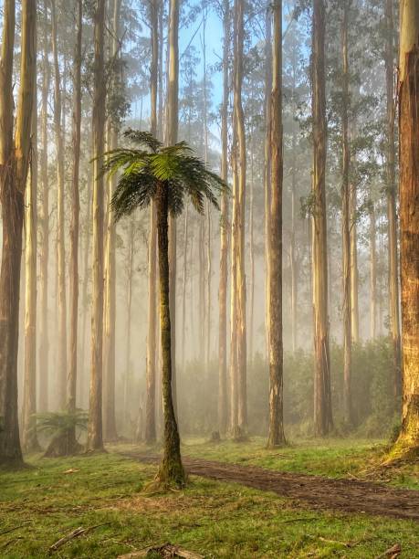 istock Mystical trees and tree fern in fog 1484653967