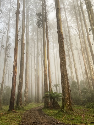 A tall tree fern surrounded by towering Mountain Ash in fog on the black spur Victoria
