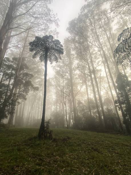 istock Mystical trees and tree fern in fog 1484654107