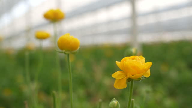 4K video of yellow ranunculus flower in field