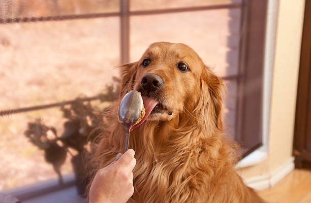 alimentação um retriever dourado de pasta de amendoim - dog eating pets licking - fotografias e filmes do acervo