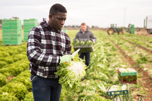 istock African farm worker harvesting frisee 1484658666