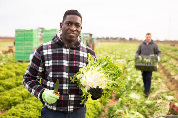 istock Successful African farmer with frisee in hands 1484658679