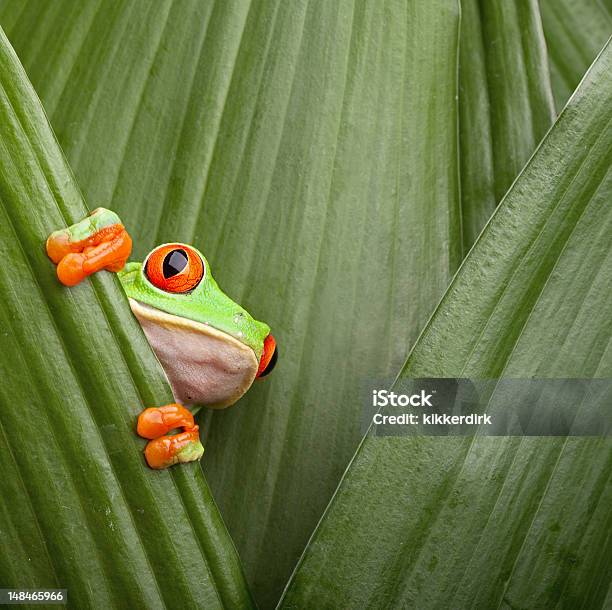 Rosso Dagli Occhi Raganella - Fotografie stock e altre immagini di Rana - Rana, Costa Rica, Panamá