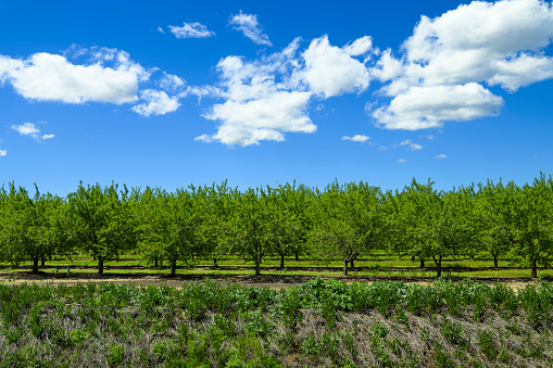 Almond (Prunus dulcis) orchard with ripening fruit, under a cloudy sky.

Taken in the San Joaquin Valley, California, USA