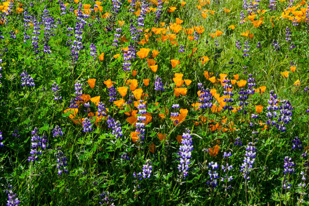 カリフォルニアポピーとルピナスの野生の花のクローズアップ - poppy purple flower close up ストックフォトと画像