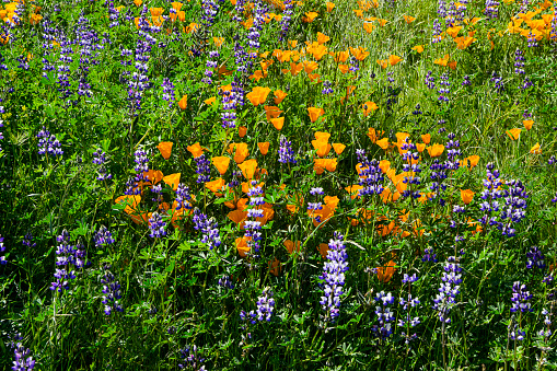 Vivid bluebonnets and Indian paintbrush wildflowers bathed in morning light