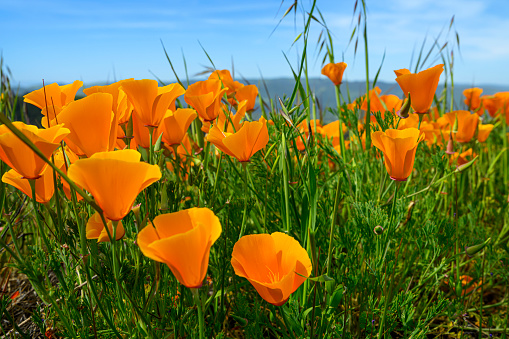 California wildflowers, California poppy, spring in Orange County - California