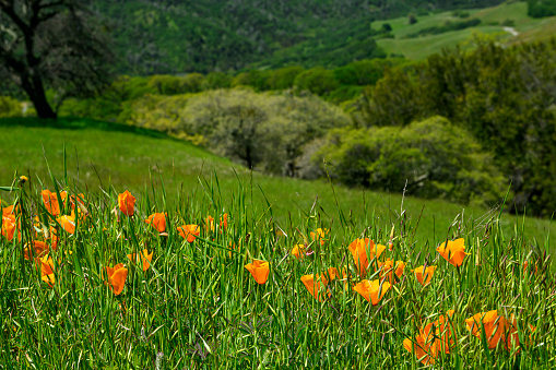 Close-up of Blooming California Poppy (Eschscholzia californica) wildflowers, growing on the side of Mount Diablo.\n\nTaken at Mount Diablo, California, USA