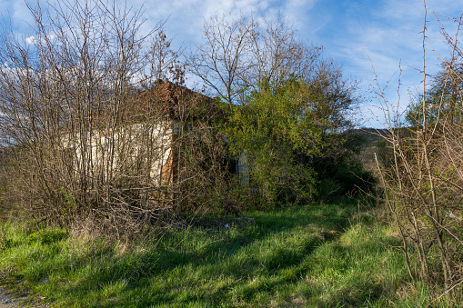A very old abandoned building overgrown with weeds and bushes, barely visible, seen in early spring when there are no leaves on the branches