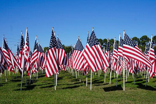 A Field of American Flags blowing in the wind under a blue sky