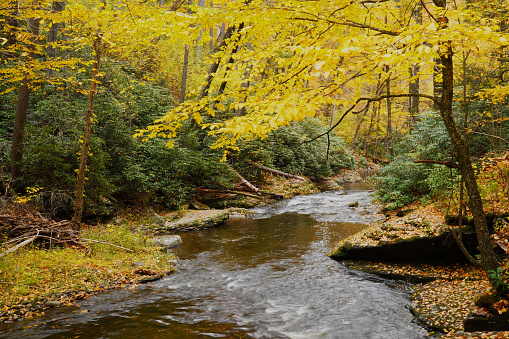 Dingmans Creek in the Poconos mountains flowing through the forest in Autumn