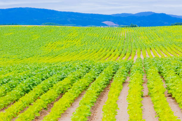 istock potato field in spring in Furano, Hokkaido 1484668046