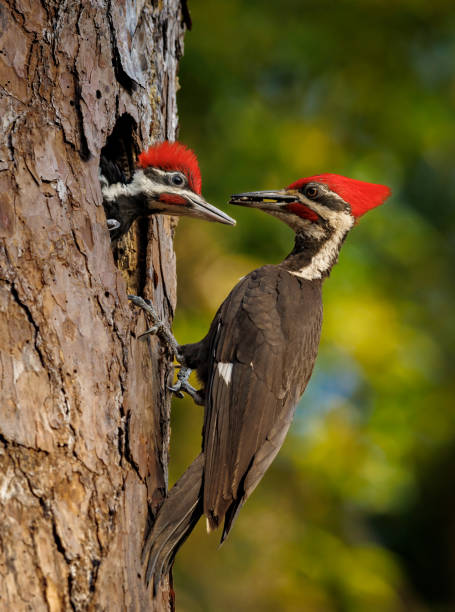 istock Pileated Woodpecker Portrait 1484668710