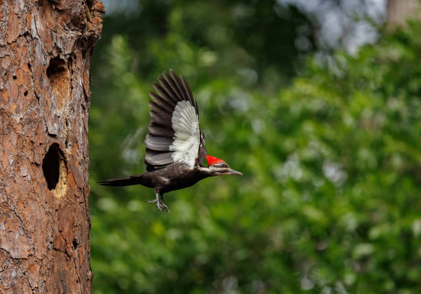 istock Pileated Woodpecker Portrait 1484669627