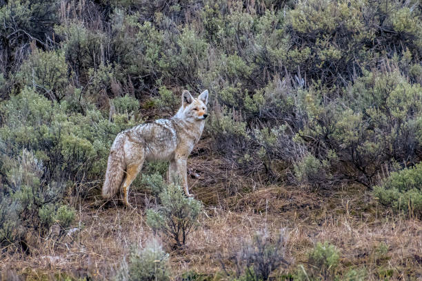 Coyote in the Yellowstone Ecosystem in Wyoming, in northwestern USA. Nearest cities are Gardiner, Cooke City, Bozeman and Billings Montana, Denver, Colorado, Salt Lake City, Utah and Jackson, Wyoming.