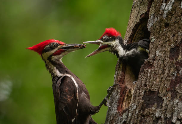 Pileated Woodpecker Portrait Pileated Woodpecker on a tree woodpecker stock pictures, royalty-free photos & images