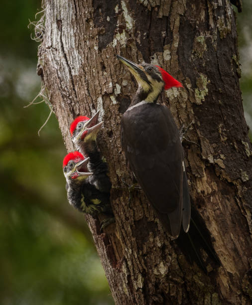 istock Pileated Woodpecker Portrait 1484669690