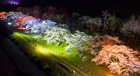 Night in a Japanese park during the spring time, a long row of Cherry Blossom trees is illuminated with different colors.