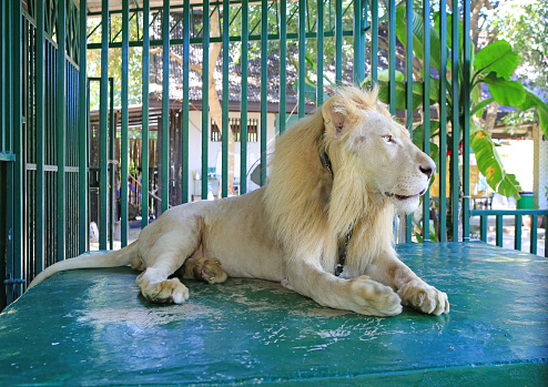 A male lion and a female lion rest in a zoo in Chiang Mai, Thailand.